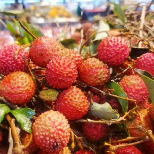 廉江市湛江廉江市良垌桂味荔枝