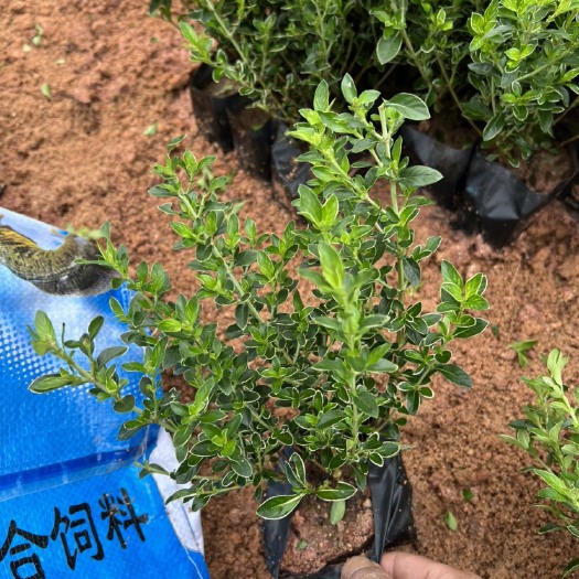 漳浦县六月雪盆栽