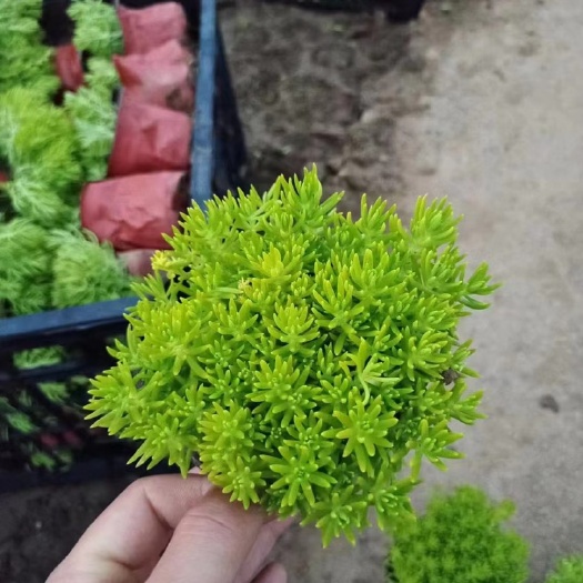 青州市佛甲草