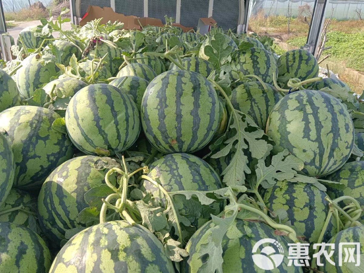 麒麟瓜为什么那么贵?为什么在线 麒麟瓜为什么那么贵?为什么在线