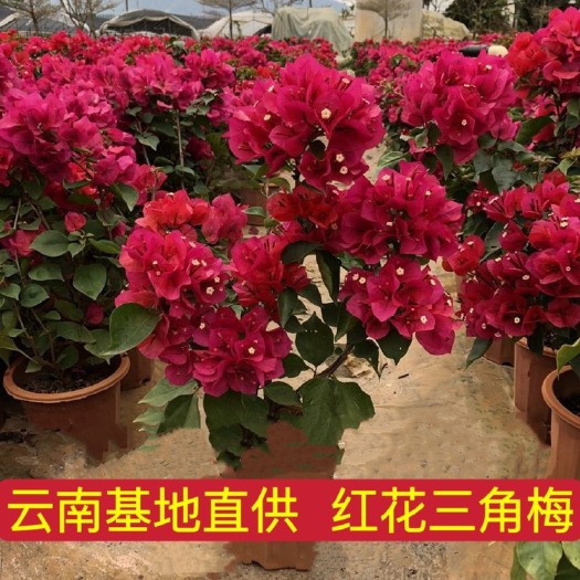 昆明云南基地直供【红花三角梅】爬藤绿植重瓣三角梅四季勤花三角梅