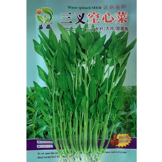 祁东县三叉空心菜种子空心菜种子小叶空心菜种子籽蔬菜种子籽