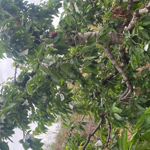 天水套袋美早车厘子上市