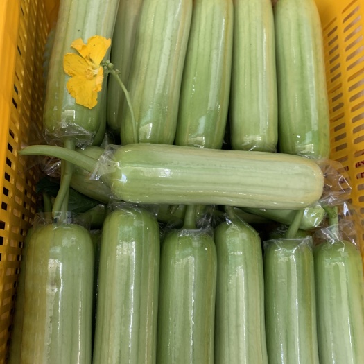 长沙县白玉丝瓜