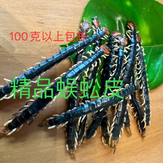 湖北红头蜈蚣，精品卷皮.现货发售中，