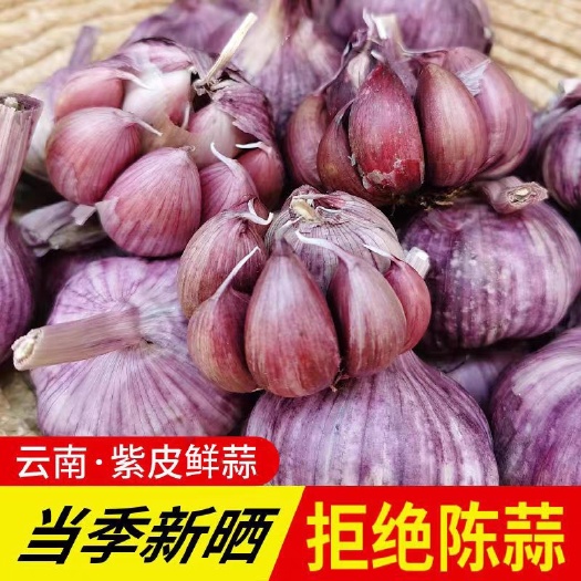 干蒜 云南紫皮蒜大蒜头红皮香蒜红皮蒜多蒜瓣种子蒜腊八蒜紫皮蒜