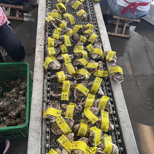 连云港乳山生蚝社区团购,烧烤批发，产家直销，新鲜精品，可直接电联