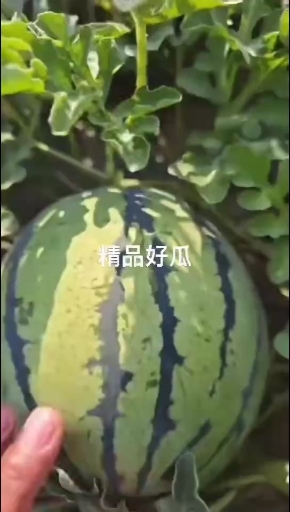 天津台头京新西瓜