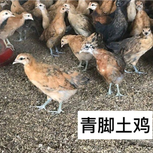 衡南县土鸡脱温母鸡青脚土鸡脱温苗，鸡群健康，疫苗齐全