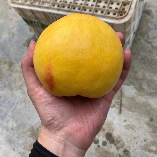 沂源县黄毛桃，黄金密桃，一级单果350克二级200克，价格优势