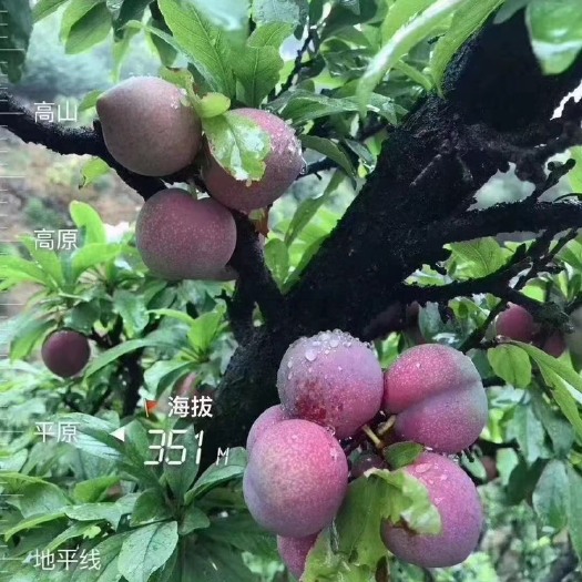 嵊州市嵊州羲之桃形李