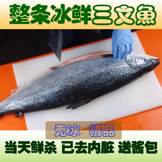 连云港包邮三文鱼冰鲜整条大西洋鲑三文鱼整条三文鱼批发当天鲜杀现发