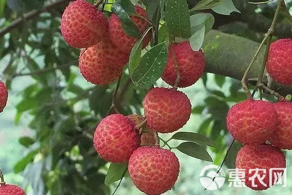 广东玉荷包荔枝大量供应商超电商市场