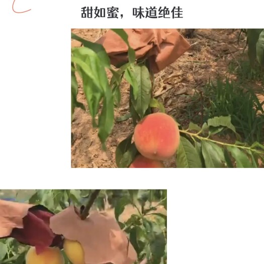 邹城市精品桃，黄绣锦桃，霞脆，美国大小红蟠，大果绿九，中晚秋红蜜