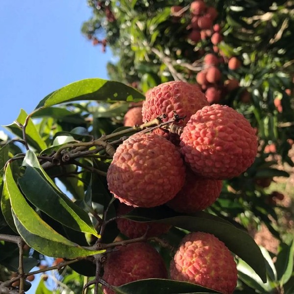 广东玉荷包荔枝大量供应商超电商市场