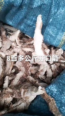 大姚县云南产地直发，开口箭，山里挖货，下单咨询