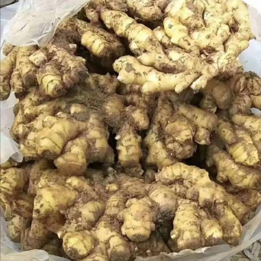 莒县山东优质生姜产地批发，代收代存各种生姜，货源充足，质量有保证