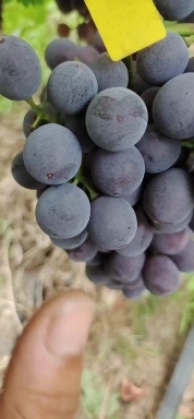 阜阳夏黑葡萄