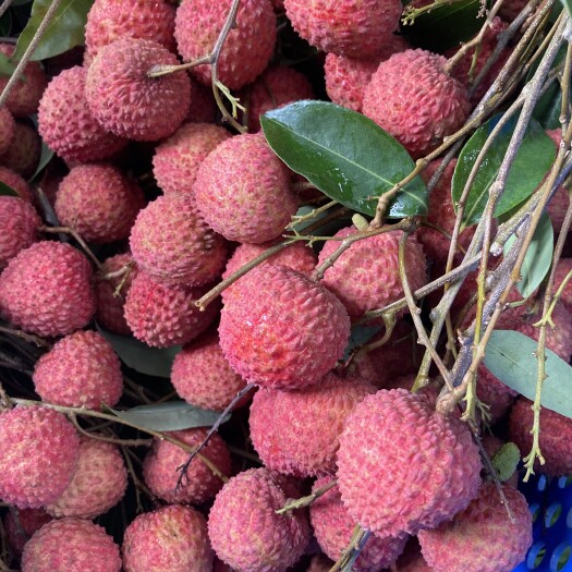 广州自家从化灌村桂味荔枝超靓肉厚超甜多汁现摘现寄
