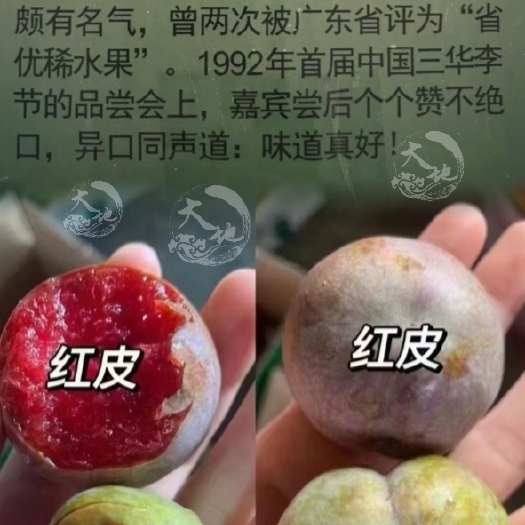 翁源三华李