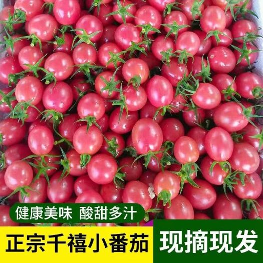 寿光市常年代收青甜,   迷彩， 千禧，贝贝，T7等圣女果品种齐全