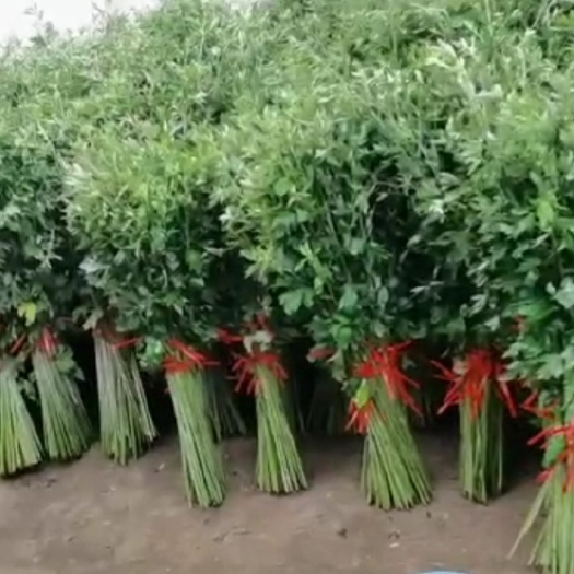 长丰县艾草种植基地，大量新鲜艾草批发，现割现发货