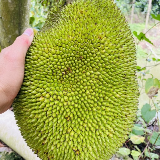化州市脆甜干菠萝蜜