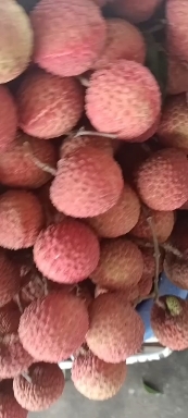 阳西县双肩玉荷苞荔枝大量上市，欢迎订购！！！