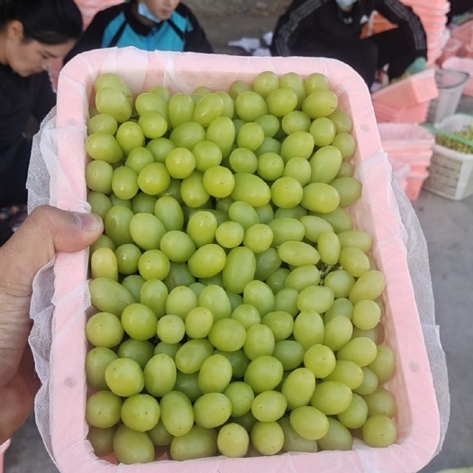 鄯善县新疆无核白葡萄