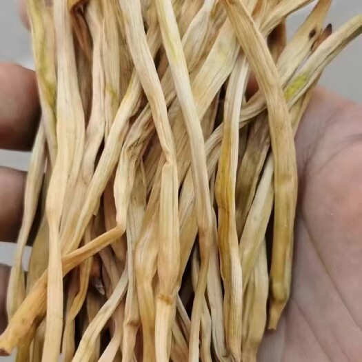 大荔直条黄花菜长年供应!