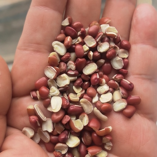 天津红小豆豆瓣