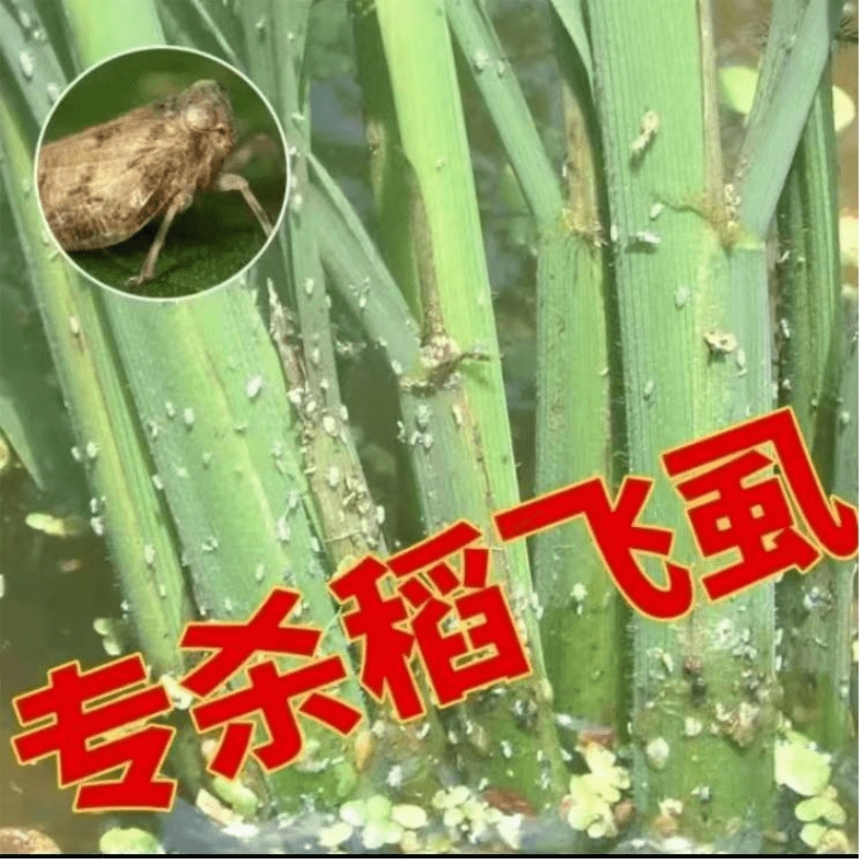 悦联蓟砑士60%乙虫异丙威乙虫腈水稻田稻飞虱粉虱蓟马杀虫剂