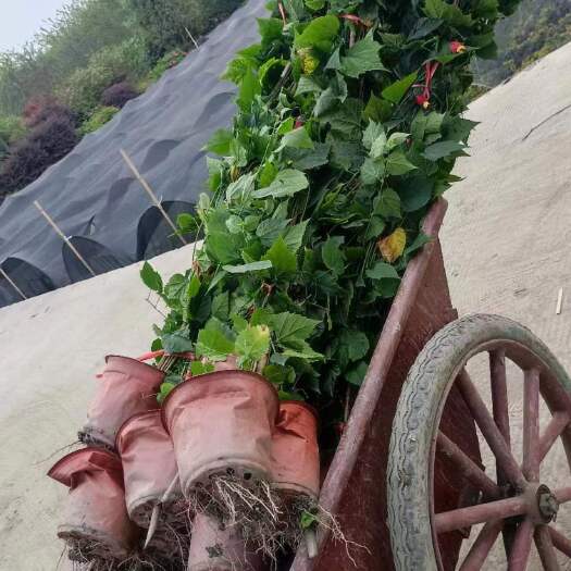 灯笼花