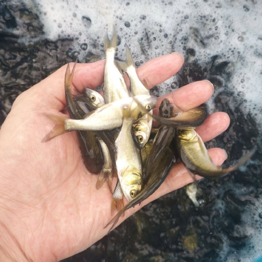 临沂白鲢鱼苗