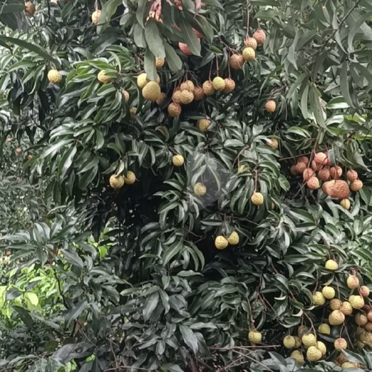 东莞市新鲜荔枝，已上市，欢迎老板拿货。