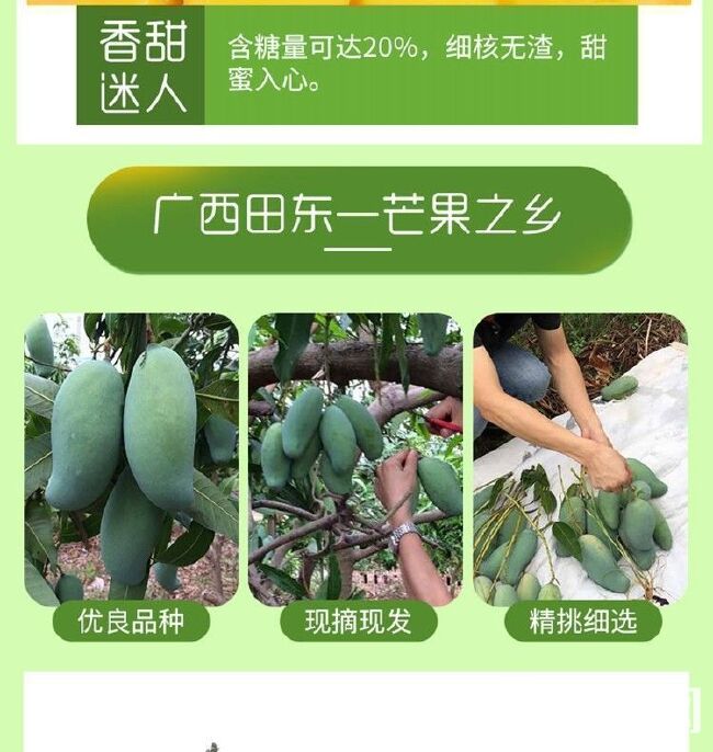 【产地直发包邮】广西田东桂七芒香芒果青芒新鲜水果5/9斤