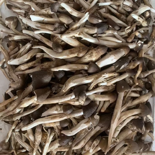 广州增城本地荔枝菌