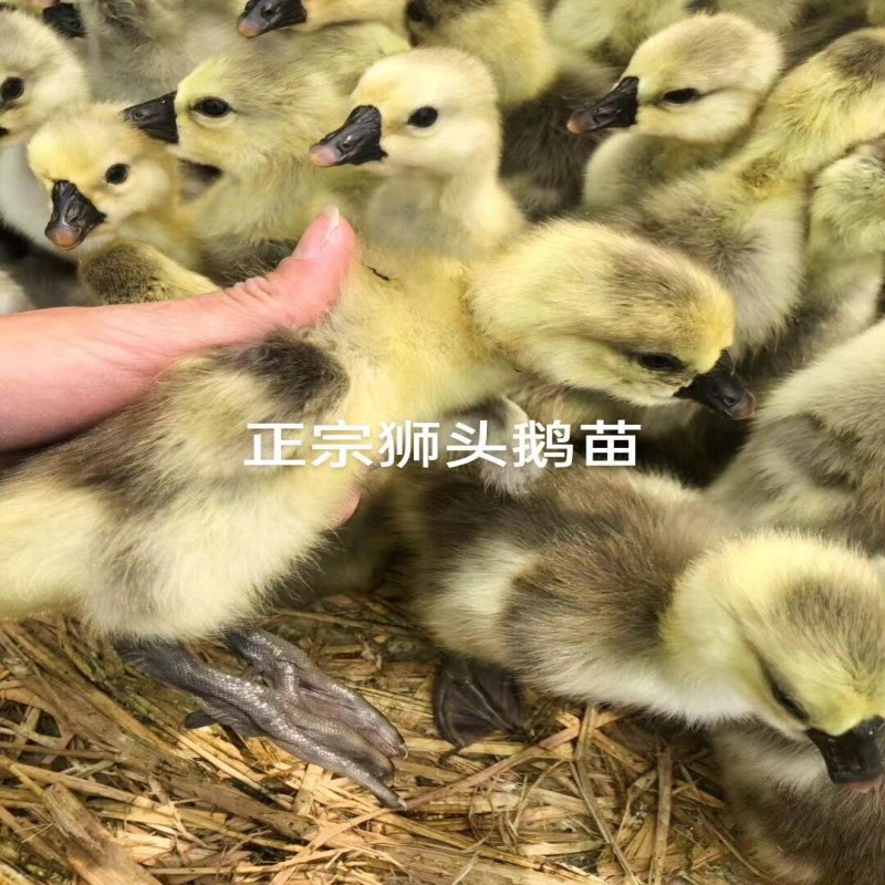 白鹅苗 三花鹅苗 马岗鹅苗 狮头鹅苗 灰鹅苗 脱温鹅苗 江
