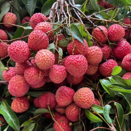 东莞市荔枝