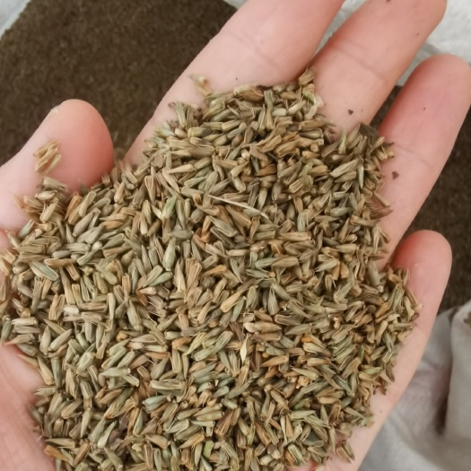 牛膝种子