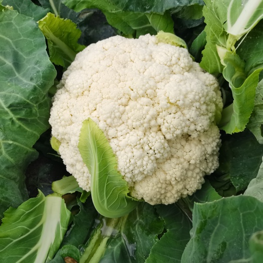 博罗县花菜，散花，白花