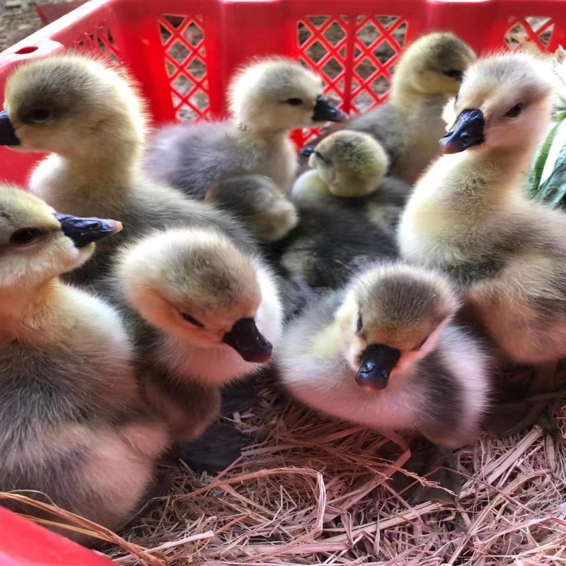 白鹅苗 三花鹅苗 马岗鹅苗 狮头鹅苗 灰鹅苗 脱温鹅苗 江