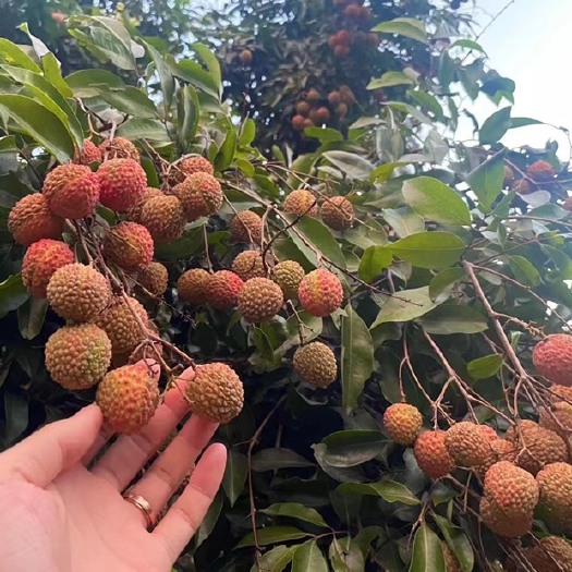 东莞市桂味荔枝-东莞谢岗南面荔枝