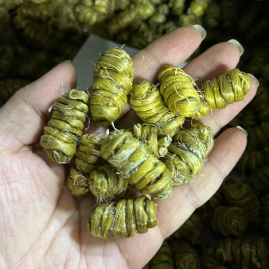 广州铁皮石斛