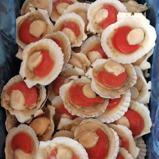 连云港半壳贝夏夷贝鲜活冷冻带壳超大粉丝蒜蓉扇贝烧烤商用海鲜水产批发