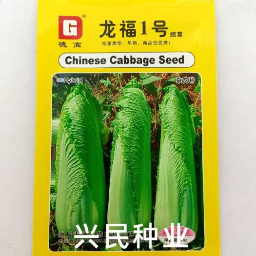 华容县德高龙福1号绍菜种子杂交早熟青麻菜叶球拧抱黄心大白菜种籽抗病