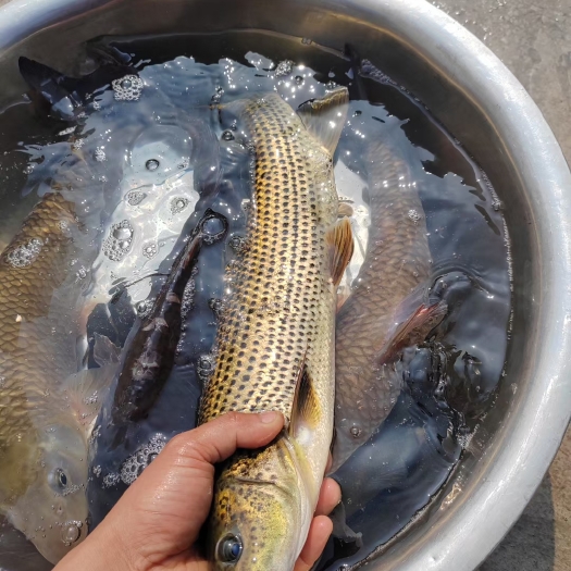 眉山金沙鲈鲤鱼苗，又叫大花鱼、豹纹花鱼，属于凶猛的肉食性鱼，