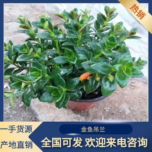 青州市金鱼吊兰