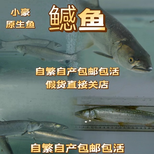 常德鳡鱼水老虎凶猛鱼鳡鱼鱼苗包邮