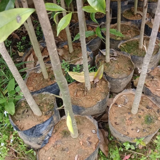 化州市出售白木沉香苗  奇楠沉香苗  沉香树苗  黄泥沉香苗